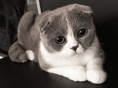 马鞍山苏格兰折耳猫价格
