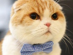 漳州折耳猫领养
