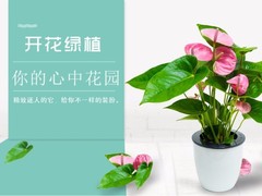 南通鲜花店