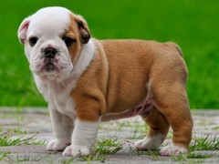 徐州法国斗牛犬价格