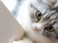 媛馨猫舍