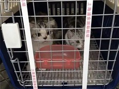 漳州宠物托运公司电话