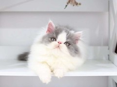 漳州波斯猫领养