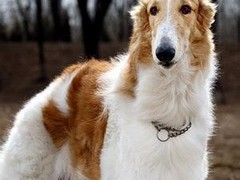 邢台苏俄猎狼犬