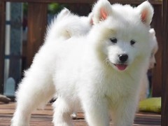 梧州萨摩耶犬价格