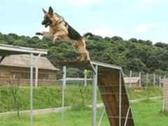 无锡训犬学校