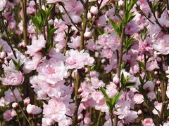 桃花苗子