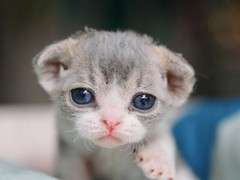 南京柯尼斯卷毛猫领养