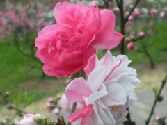 桃花苗