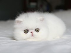 泉州波斯猫出售
