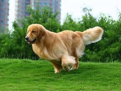 唐山金毛寻回犬