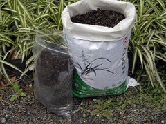银川绿植