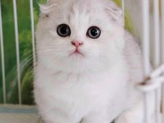 银川折耳猫领养