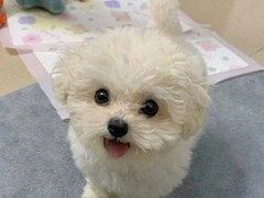 江门比熊犬价格