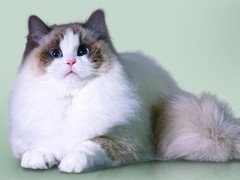 扬州缅因猫出售