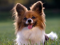 沈阳蝴蝶犬出售