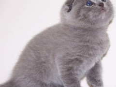 嘉兴折耳猫领养