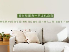 杏花岭盆栽出售