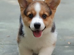 东莞柯基犬价格
