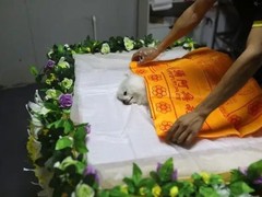 邢台宠物殡葬