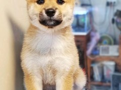 希望柴犬部落