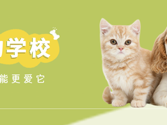 扬州宠物训练