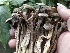 人工种植鹿茸菌价格