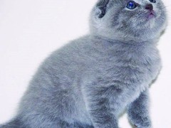 镇江苏格兰折耳猫出售