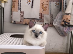 乌鲁木齐布偶猫价格