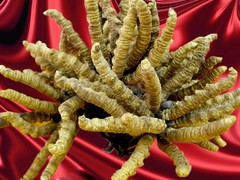 虫草回收公司