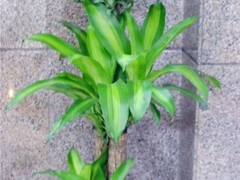 温州花卉租赁