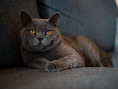 常州异国短毛猫出售