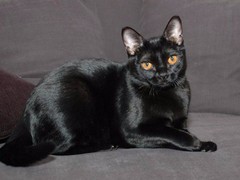 贵阳孟买猫领养