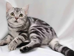 桂林异国短毛猫领养