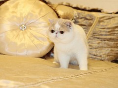 珠海异国短毛猫出售