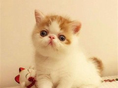 映蓉猫舍