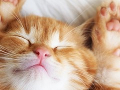 福州土耳其梵猫出售