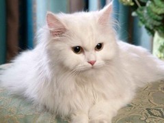 威海波斯猫价格