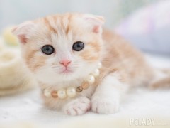 三亚折耳猫领养