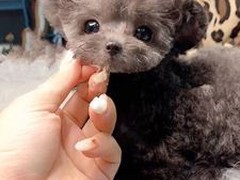 赣州贵宾犬出售