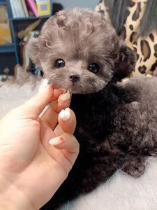 赣州贵宾犬出售