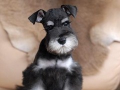 烟台标准型雪纳瑞犬