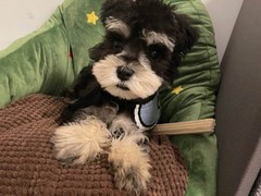 临沂小型雪纳瑞犬