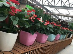 惠州花卉出租