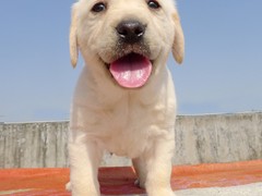 洛阳拉布拉多犬的价格