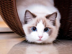 文婷猫舍