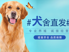 名犬宠物