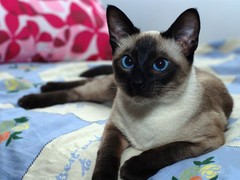 呼和浩特暹罗猫价格