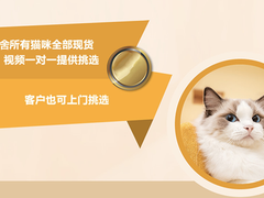 宿迁挪威森林猫价格