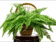 南通鲜花价格